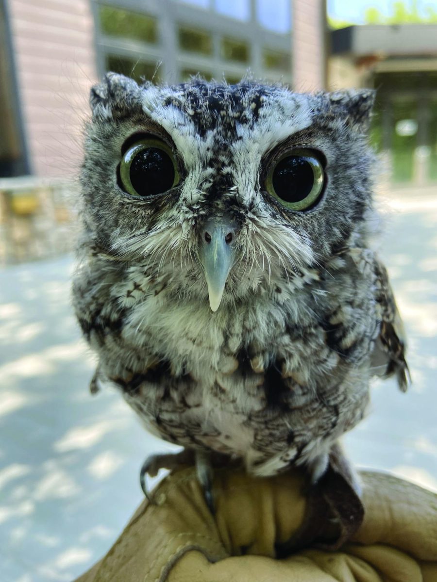 Ruffled feathers. Spike, the social media sensation, sits outside Fontenelle Forest. The eastern screech owl was going through a molt, which is when birds replace some or all of their feathers. “Spike and George are two of my favorite ‘co-workers’ at Fontenelle Forest,” Manager of Grants and Community Engagement Bridget Hanson said. “Birds of prey like Spike and George play an important role in our ecosystem. All of the birds of prey who live at the Forest have backstories that help us understand how humans can coexist with raptors by protecting their habitats.”