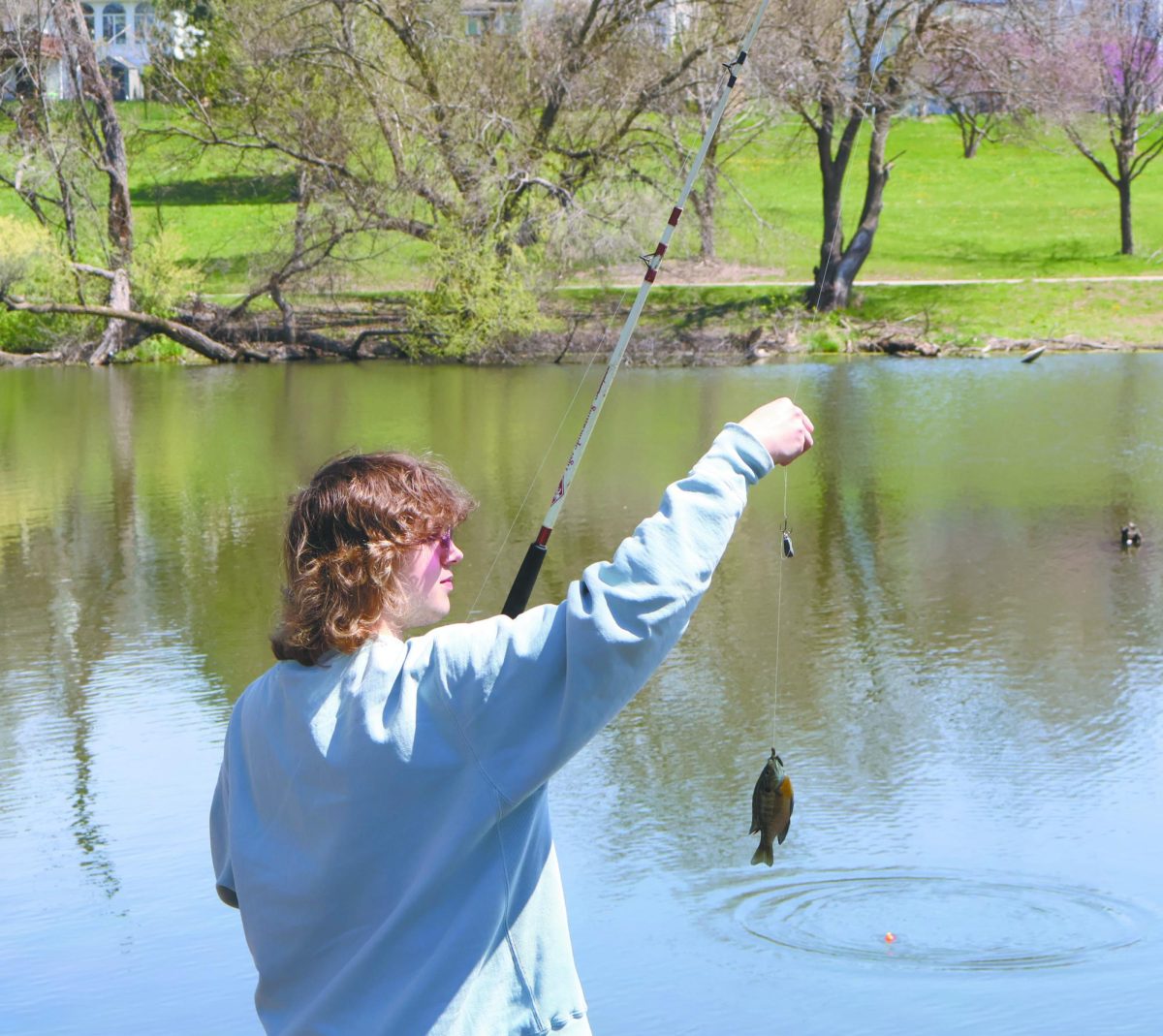 Reel it in. At the Fishing Club’s first competition, which was held at Schwer park, freshman Tristan Krewson catches the first fish of the outing. At the meet students caught blue gill and small bass fish. “[I caught] a blue gale and one baby bass,” Krewson said. 